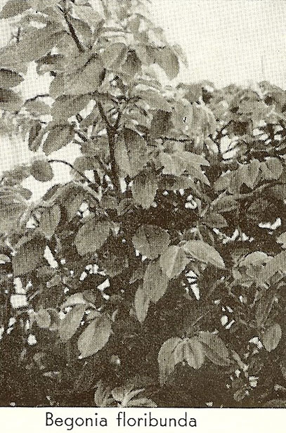 B. ‘Floribunda’